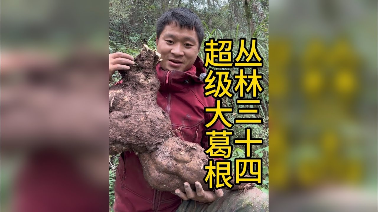 丛林三十四 巡山收获君迁子，山药葛根味道美