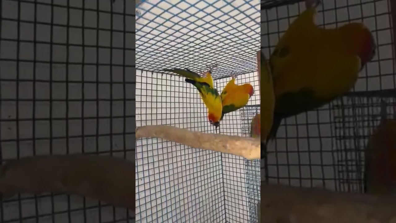 sunconure birds 🔥🔥🔥 #sunconure  #shorts