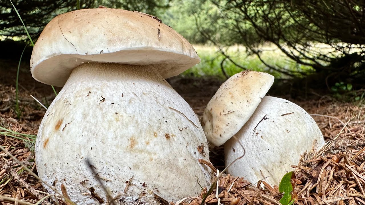 PALPITAZIONI DA FUNGHI PORCINI 2025