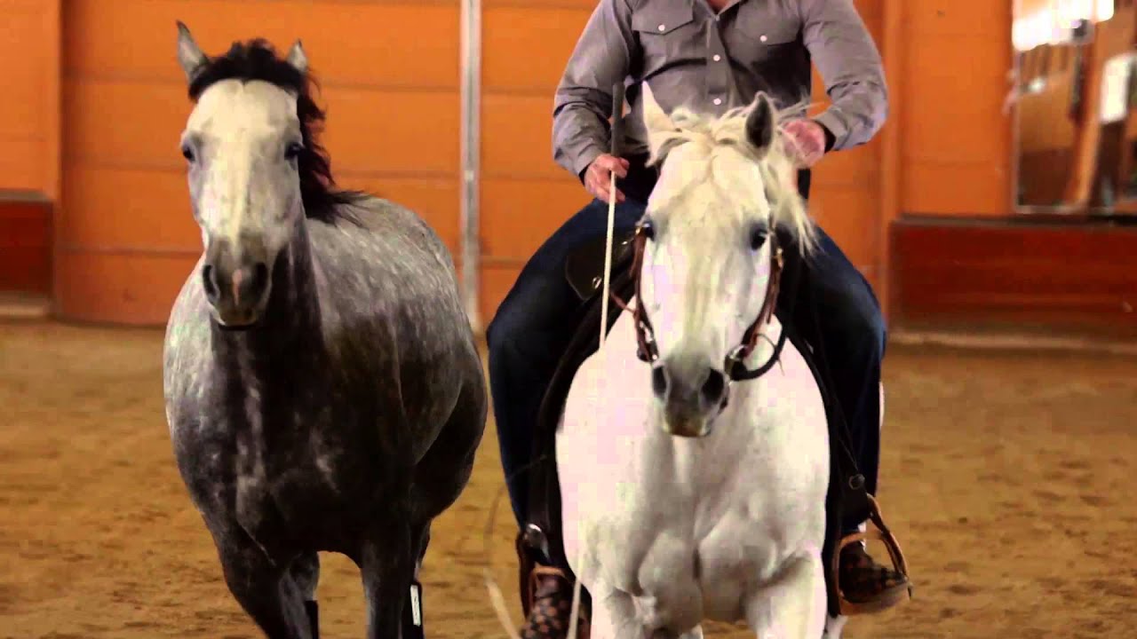 Amazing Dancing Horses Dressage Video! 