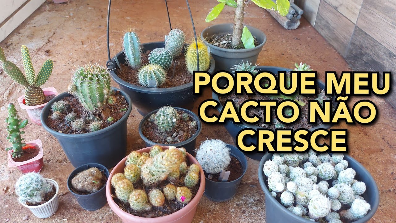 SEU CACTO PAROU DE CRESCER OU NÃO CRESCE COMO DEVERIA? ESSE VÍDEO É PRA VOCÊ