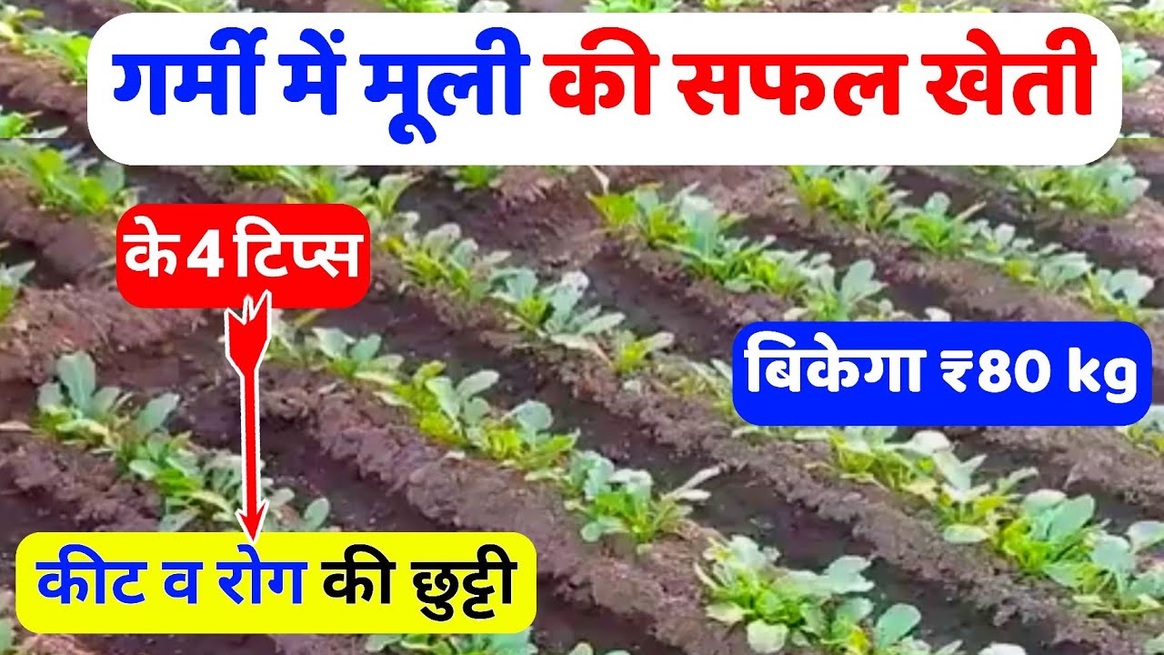 Garmi me muli ki kheti|garmi me muli ki kheti kaise kare|Garmi me mooli ki kheti kab aur kaise karen