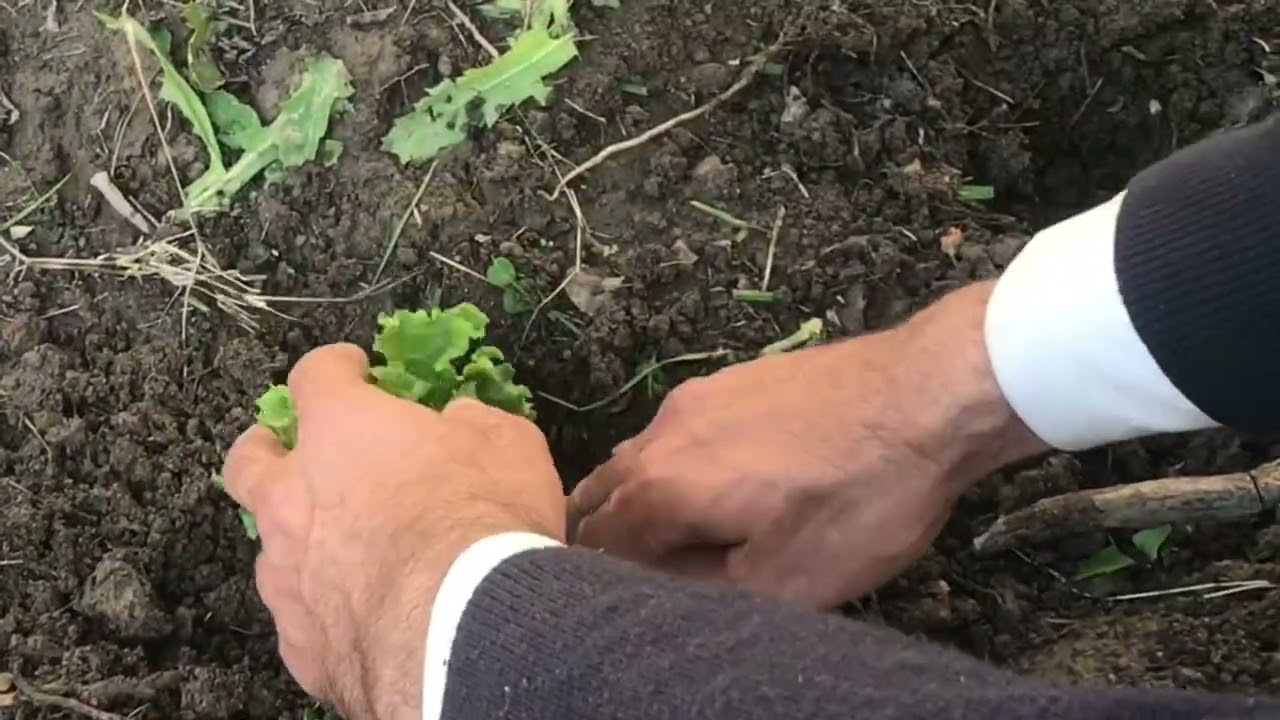 Green romaines salad 🥗 planting in other place for grow faster 