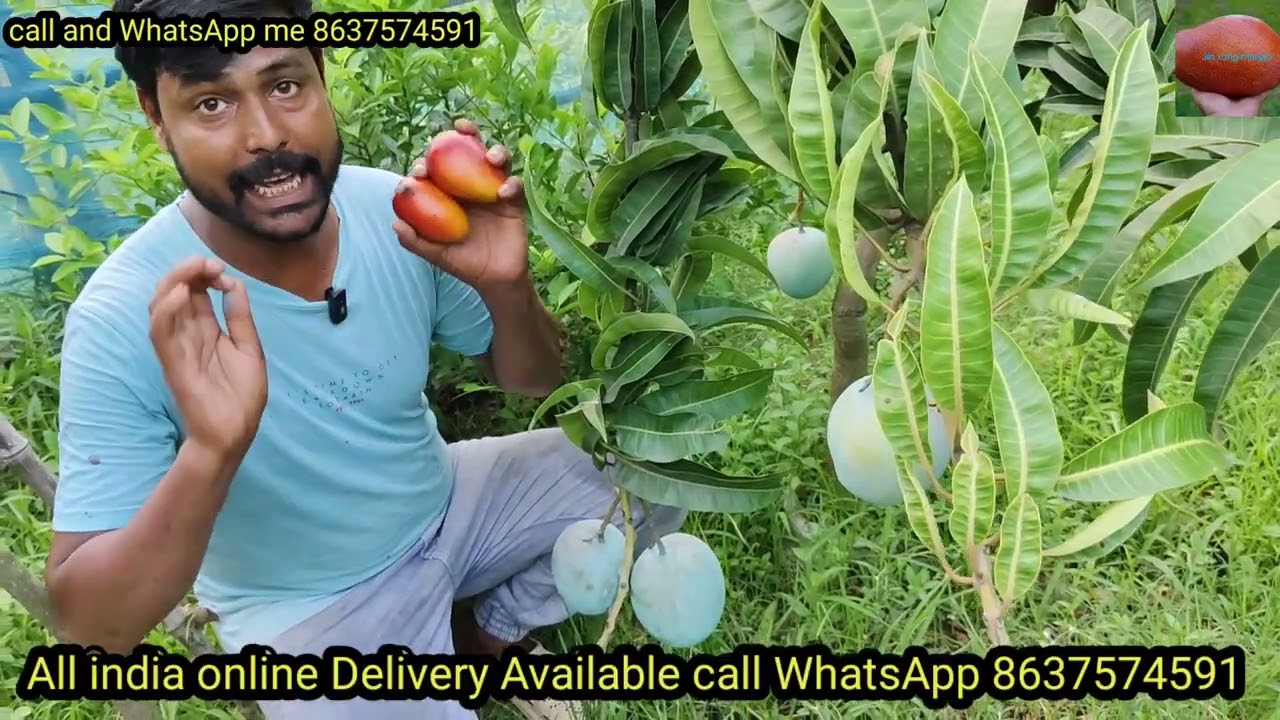 How toMiyazaki mango plant Red Banana mango plant myzamzamnurseryAllindia online Delivery Available 