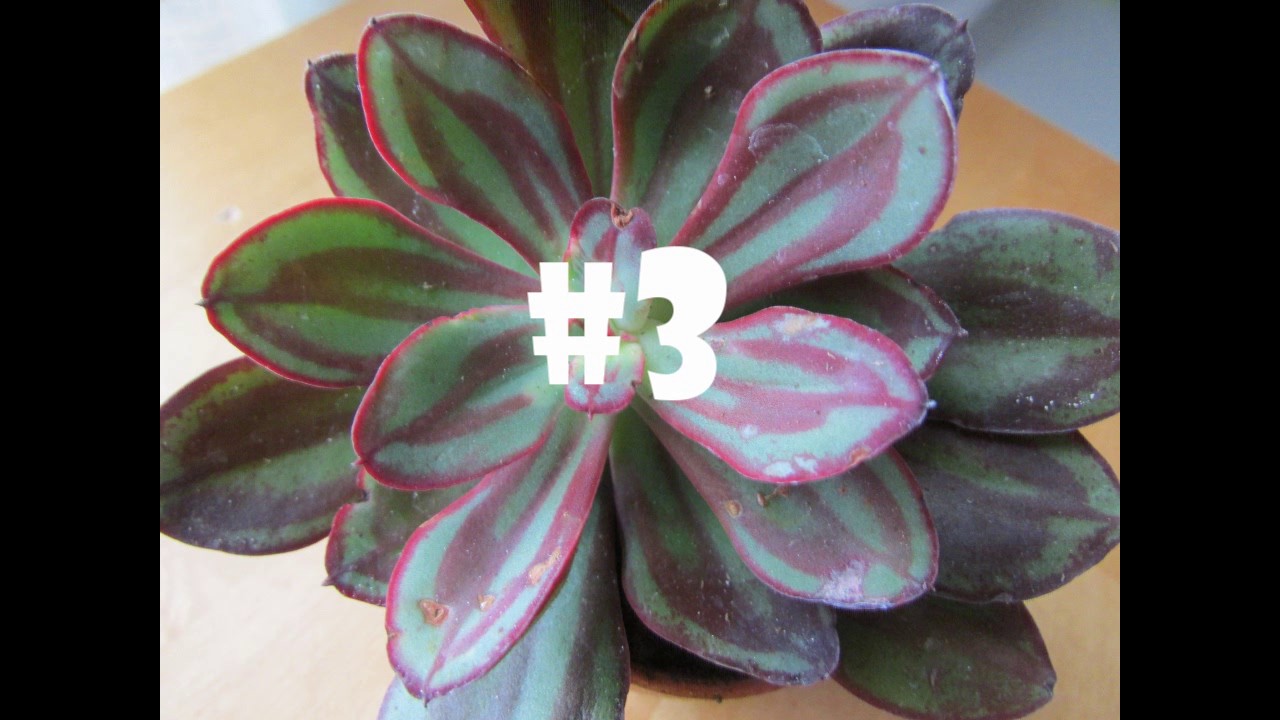 Top Ten Countdown - My Favorite Echeverias