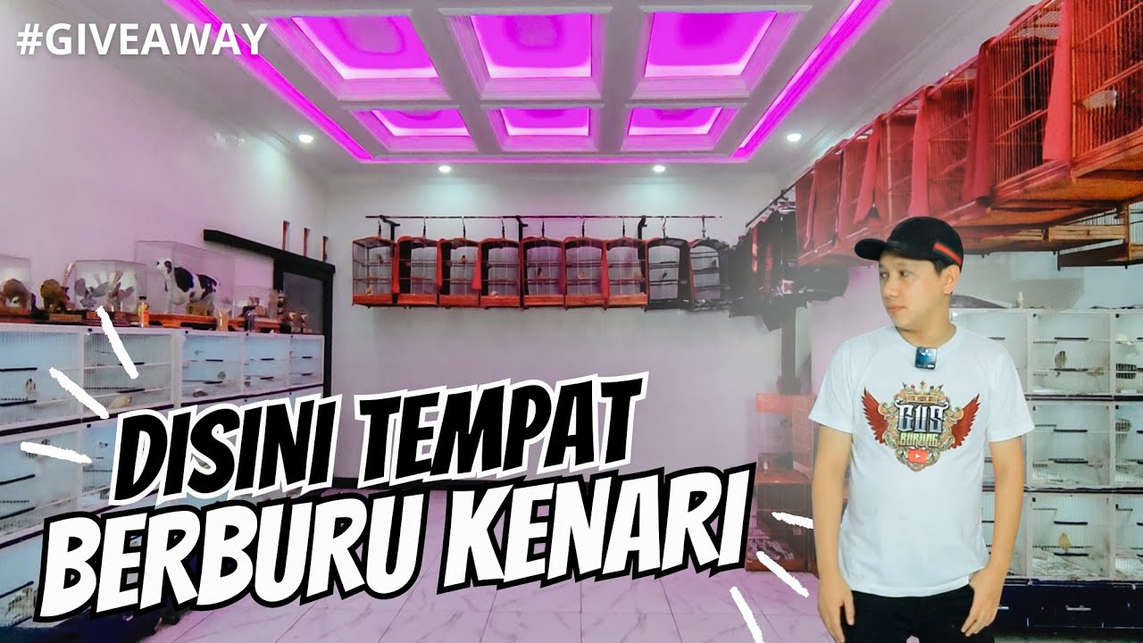BIKIN BINGUNG❗READY KENARI POSTUR MEWAH