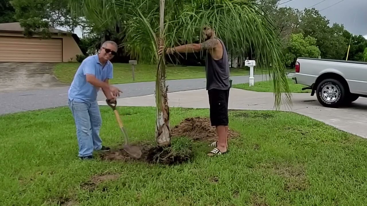 How to Transplant a Palm Tree with Joe - Ep 2 #transplant #gardeningtips  #tips