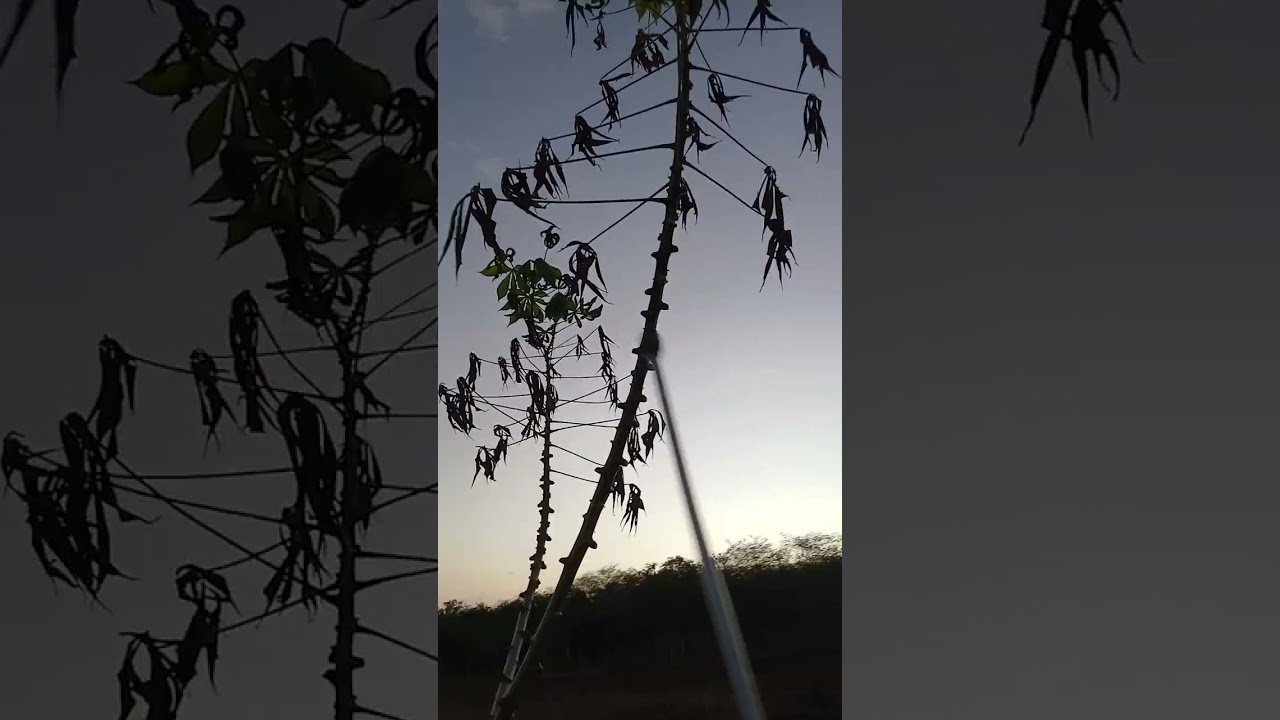 Melhor herbicida para limpeza da palma forrageira. 