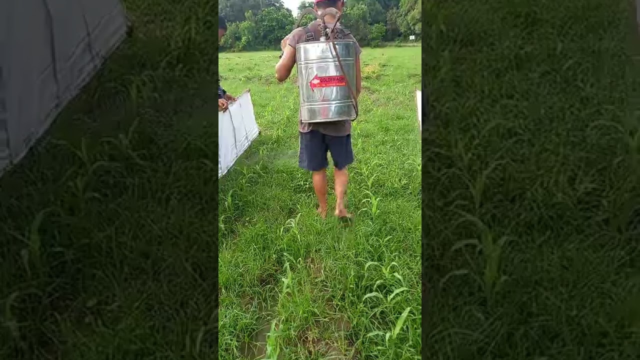 Applying Round up (Herbicide) in Corn Seed Production..