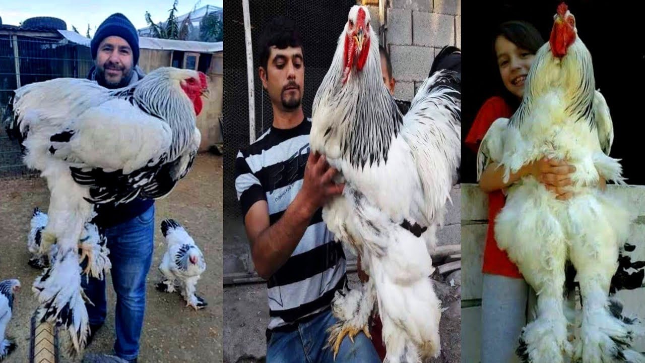 imported ring birds chiken Farming king Shamo @HSN Entertainment