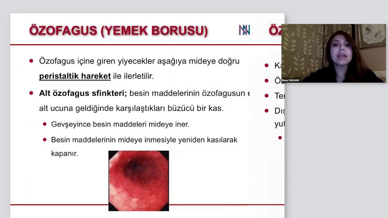 17.12.2020 -  Nütrisyon Network - Sindirim Sistemi - 2