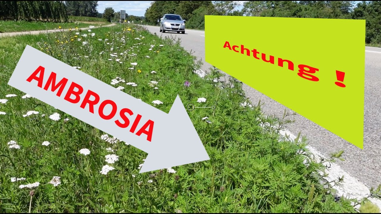 Vorsicht Ambrosia - Die Ausbreitung der Allergiepflanze im Landkreis Pfaffenhofen [003]