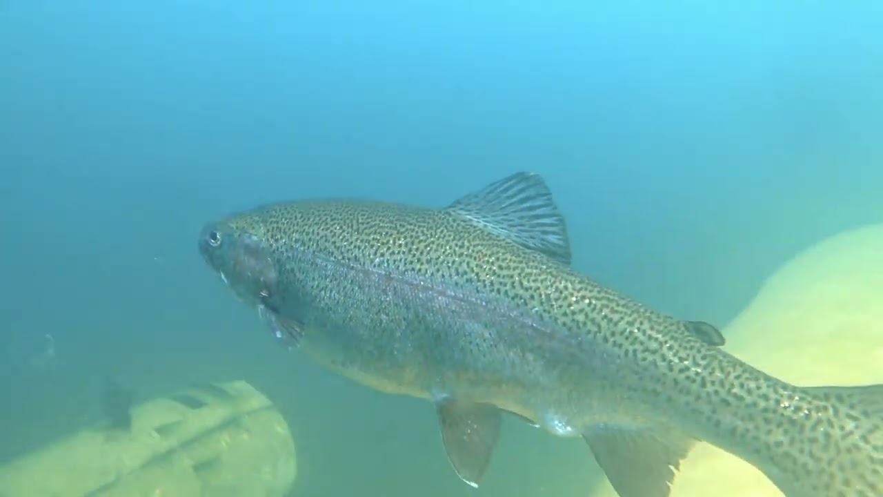 Gilboa Scuba Dive 8-5-25 Part 1