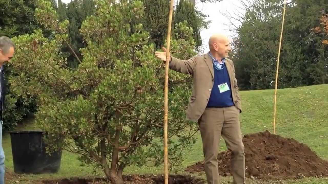 Un corbezzolo a Ville Ponti