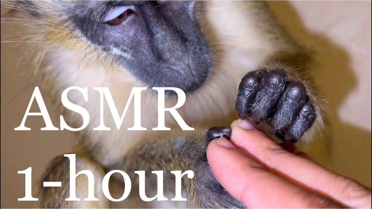 ASMR Monkey |RARE ASMR|
