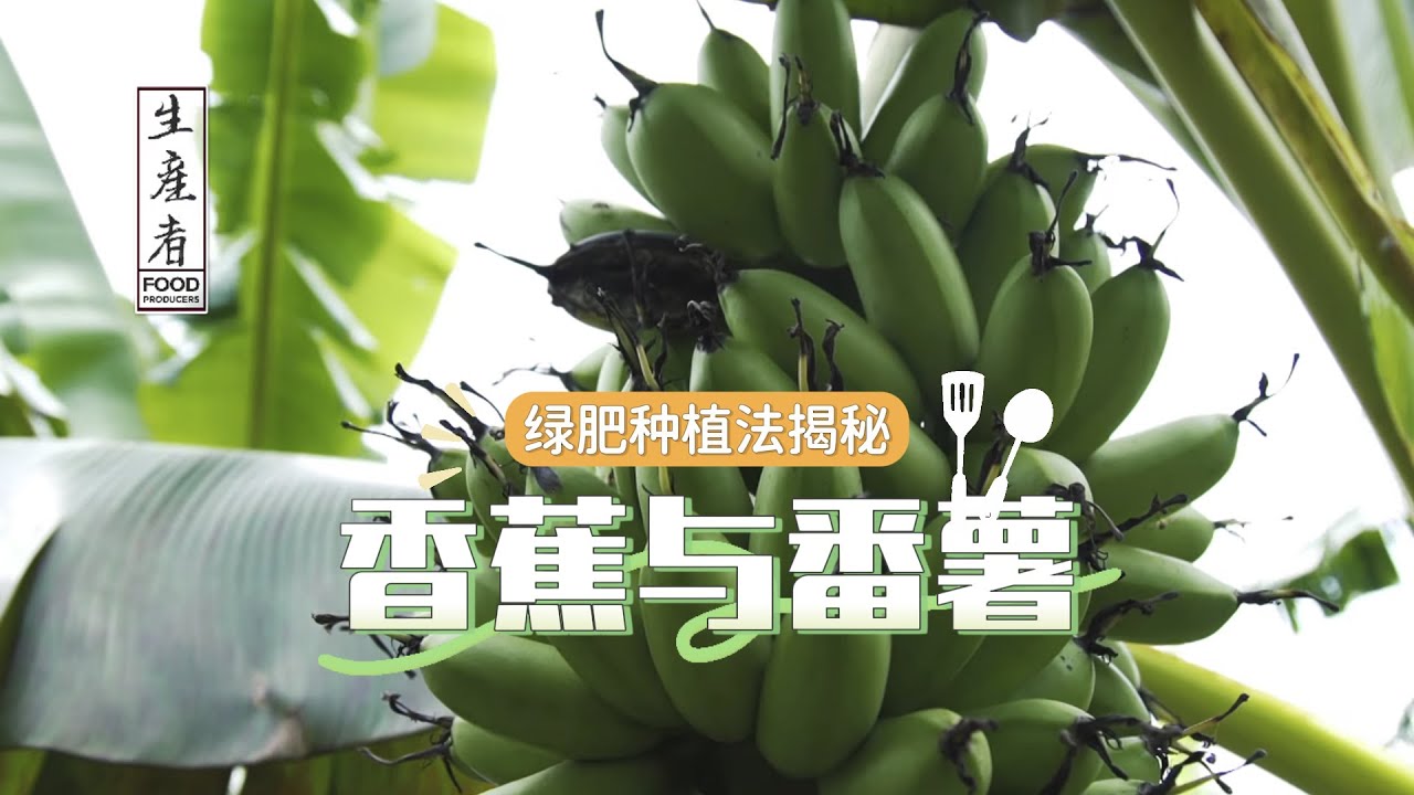 【生产者 FOOD PRODUCER S1】绿肥种植法揭秘：香蕉与番薯如何在改良土壤中茁壮成长？