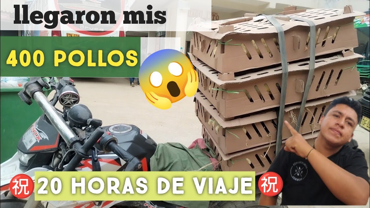 ¿Qué HACER a la LLEGADA de los POLLOS ?