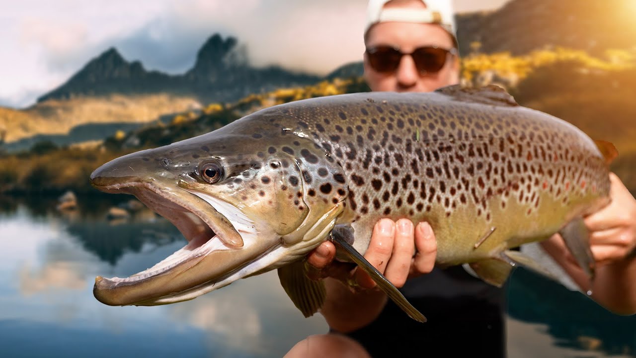 Catching HUGE TROUT by Tasmania's Iconic Mountain!