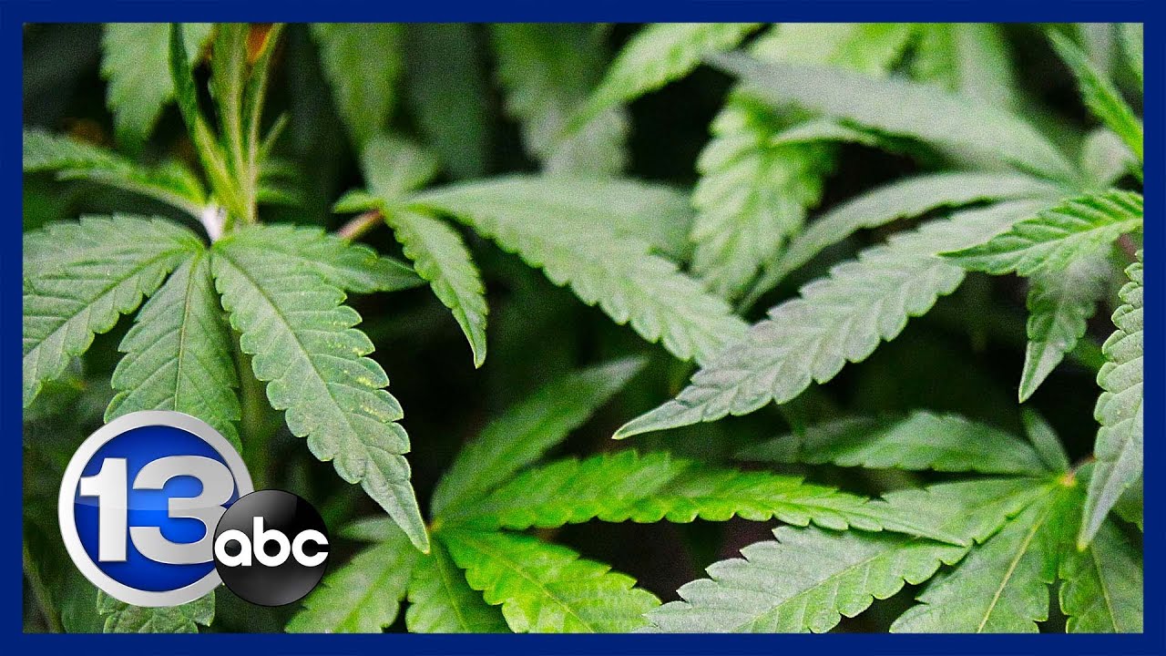 Marijuana freedom at summer festivals