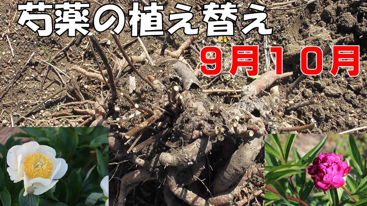 シャクヤクの苗の植え替えは、9～１０月、３年ごとに株分けします