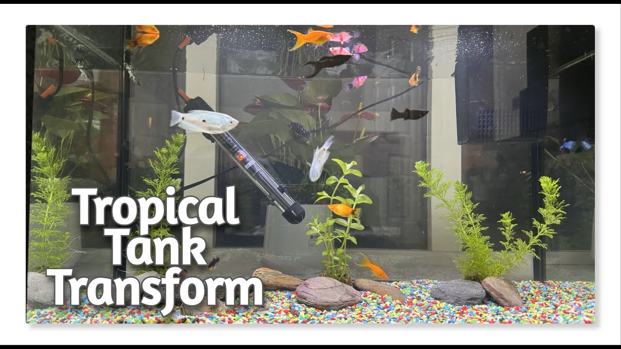 Building a Fish Tank in My Living Room!