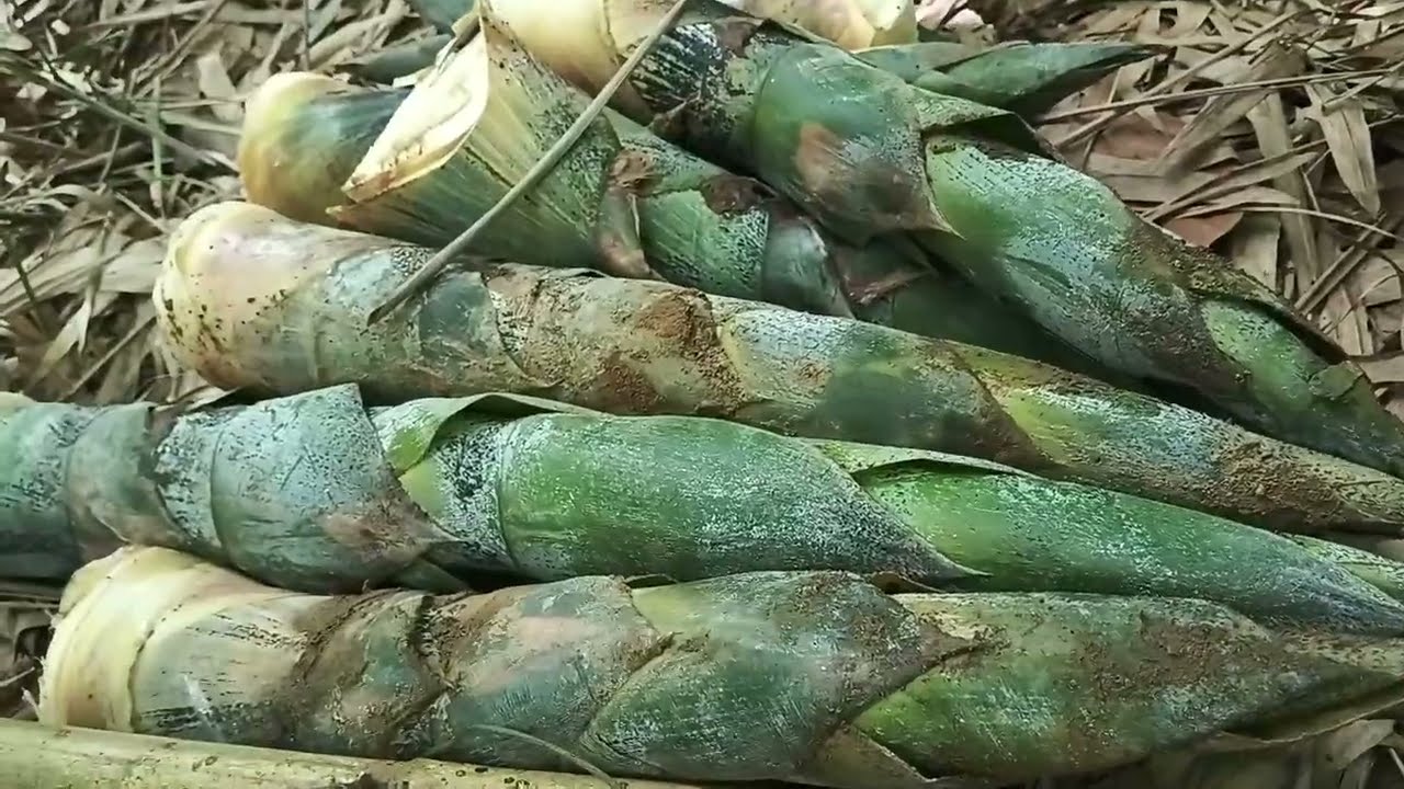 Bamboo Shoots Harvest