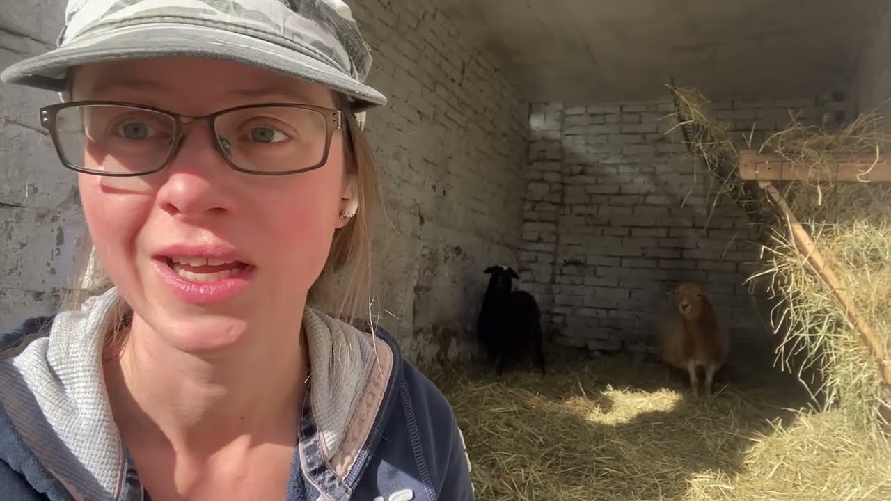 65. Problemy ciążowe owiec i nasze szybkie rozwiązania na pomieszczenia i wiatki dla owiec