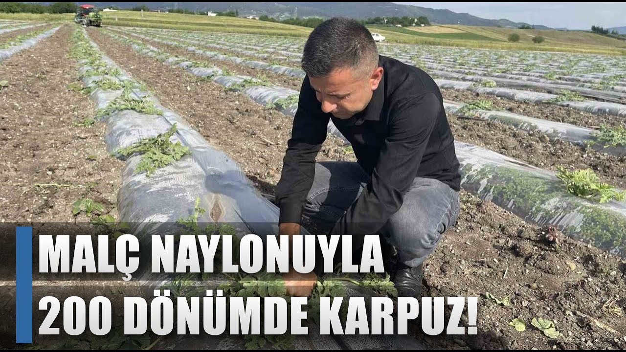 Çiftçi Malç Naylonuyla Karpuz Üretiyor! 