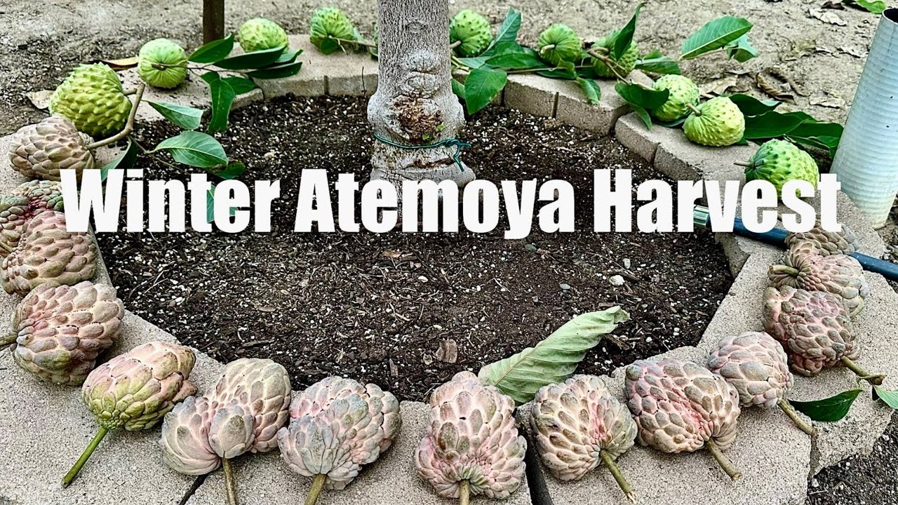 2026 Atemoya Harvest. Trúng Mùa Mẵng Cầu. Chia Sẻ Cách Giúp Mẵng Cầu Ít Nứt. Bảo Vệ Cây Mận Vào Đông
