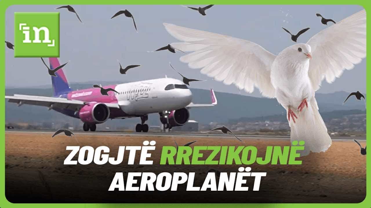 Zogjtë rrezikojnë aeroplanët, ja çfarë bën Aeroporti i Prishtinës për t’i mbajtur larg