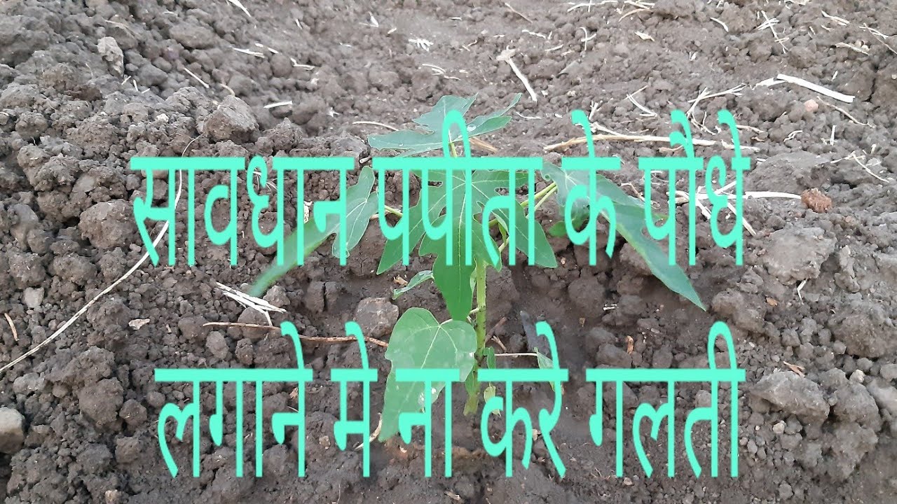 papita farming  इस तरह लगाए पपीता के पौधे खेत मे