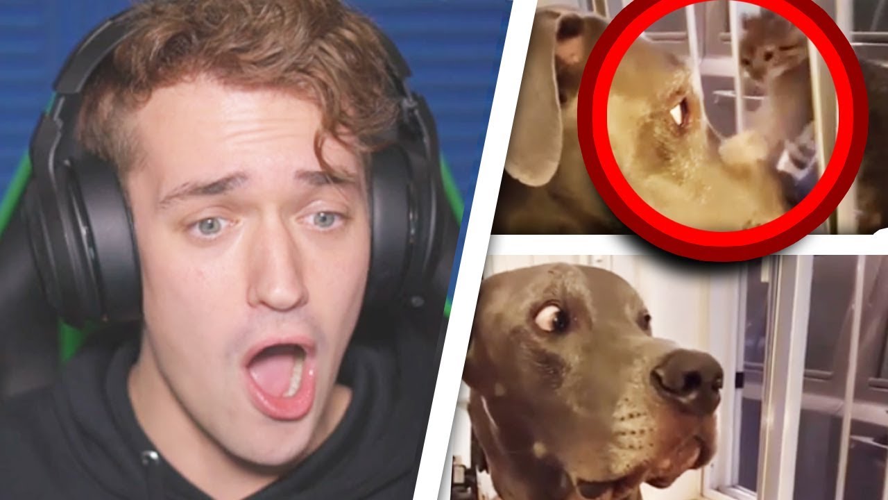 THESE ANIMALS ARE JERKS...