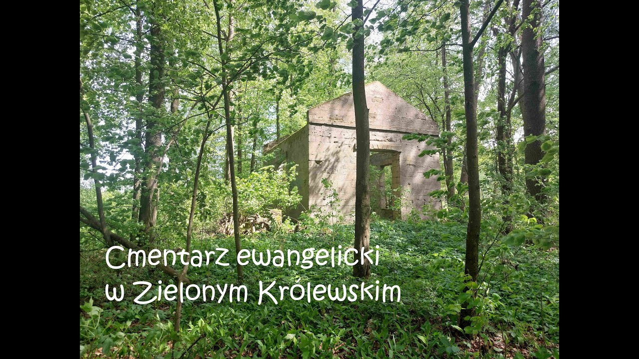 Ruiny kaplicy w drzewach - cmentarz ewangelicki w Zielonym Królewskim.