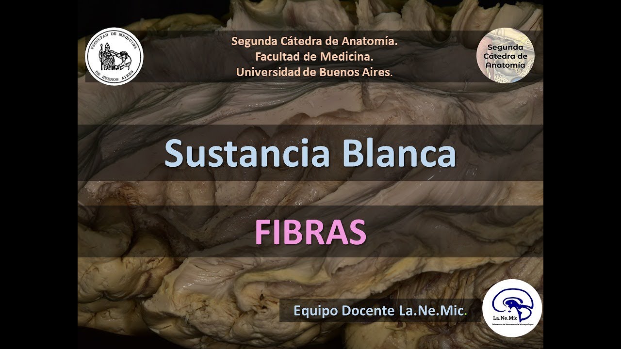 N4 | Fibras de prosencéfalo | Anatomía 2 | FMed UBA