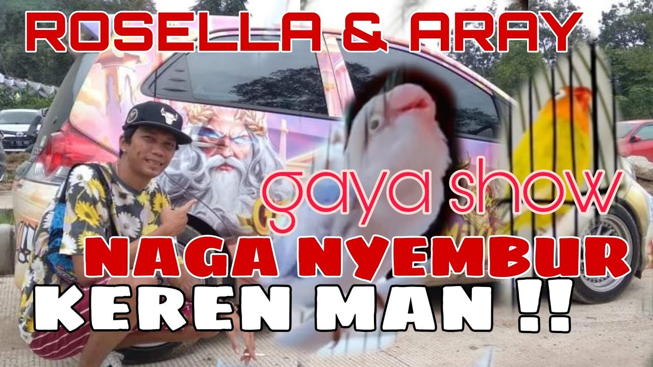 ROSELLA & ARAY || ROSELLA BERJAYA DI KOPDAR KONSLET PALEMBANG || DIOR INDOBIRD || MBKW2