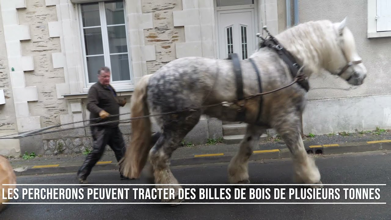 Chantier de débardage à cheval en ville