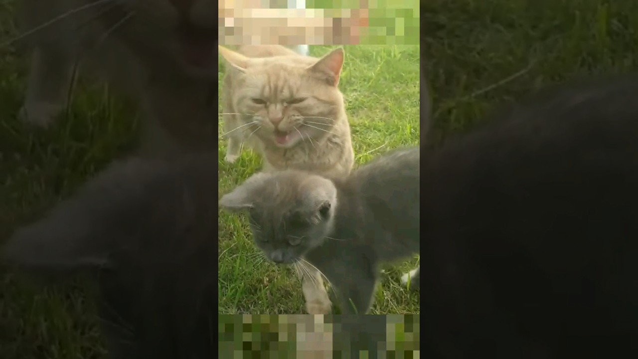 Funny Cats - 🐱 Cute and Funny Animals videos 