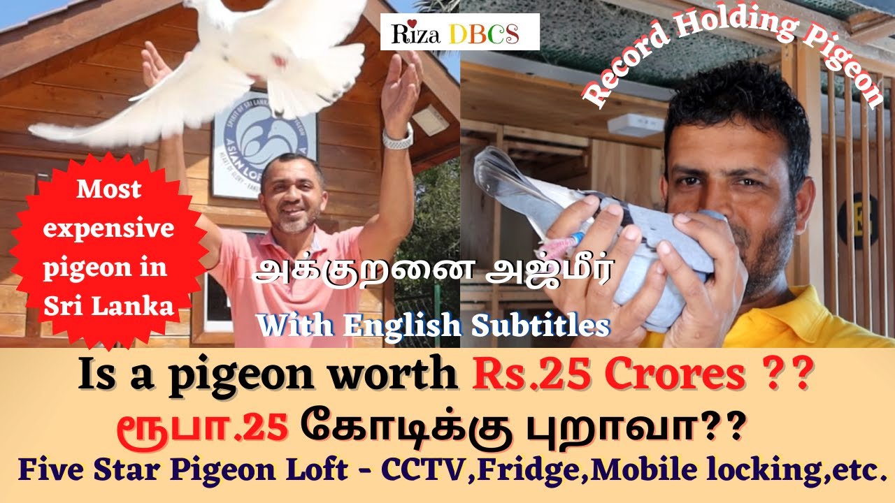 Most Expensive Pigeon|Five star level Pigeon Loft|ரூபா.25 கோடிக்கு புறா