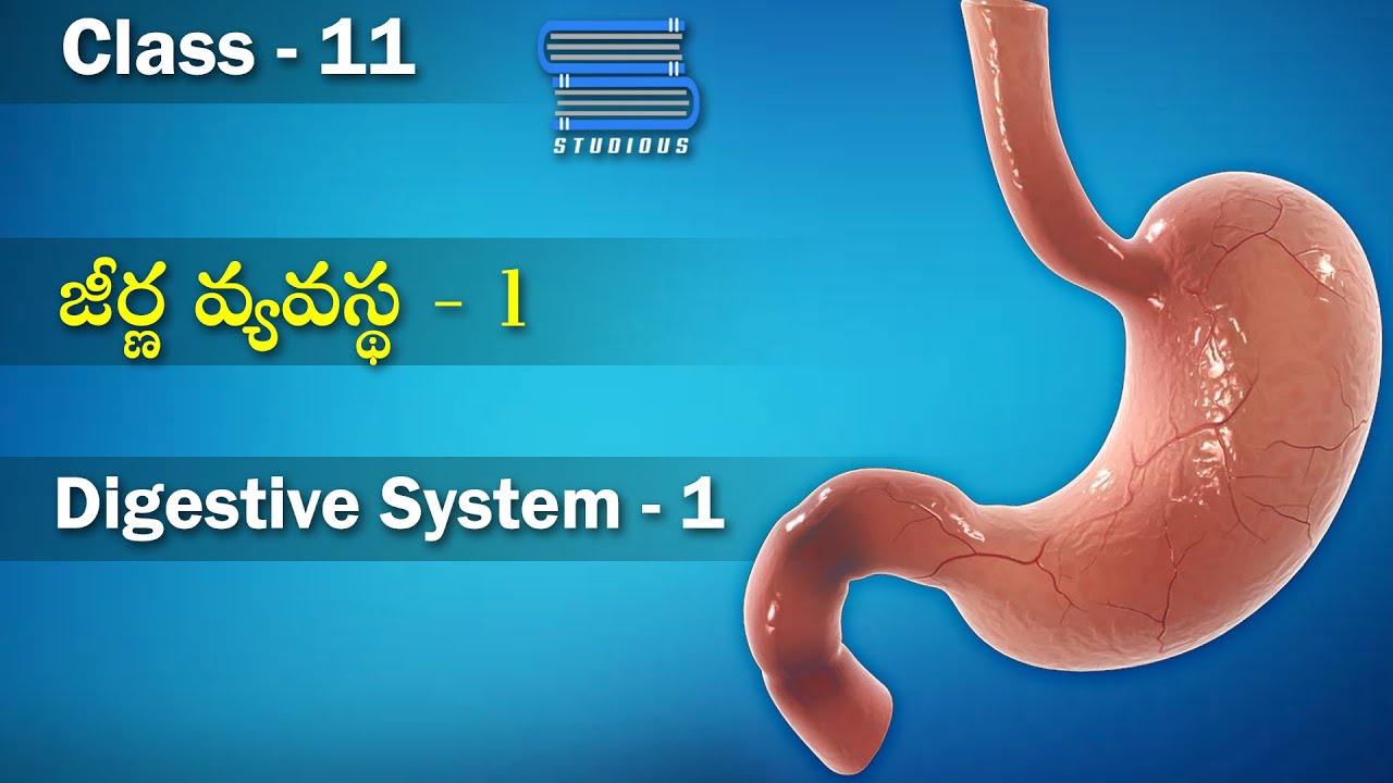 జీర్ణ వ్యవస్థ -  Digestive System Part 1|  Digestion and Absorption | Class 11 Biology in Telugu