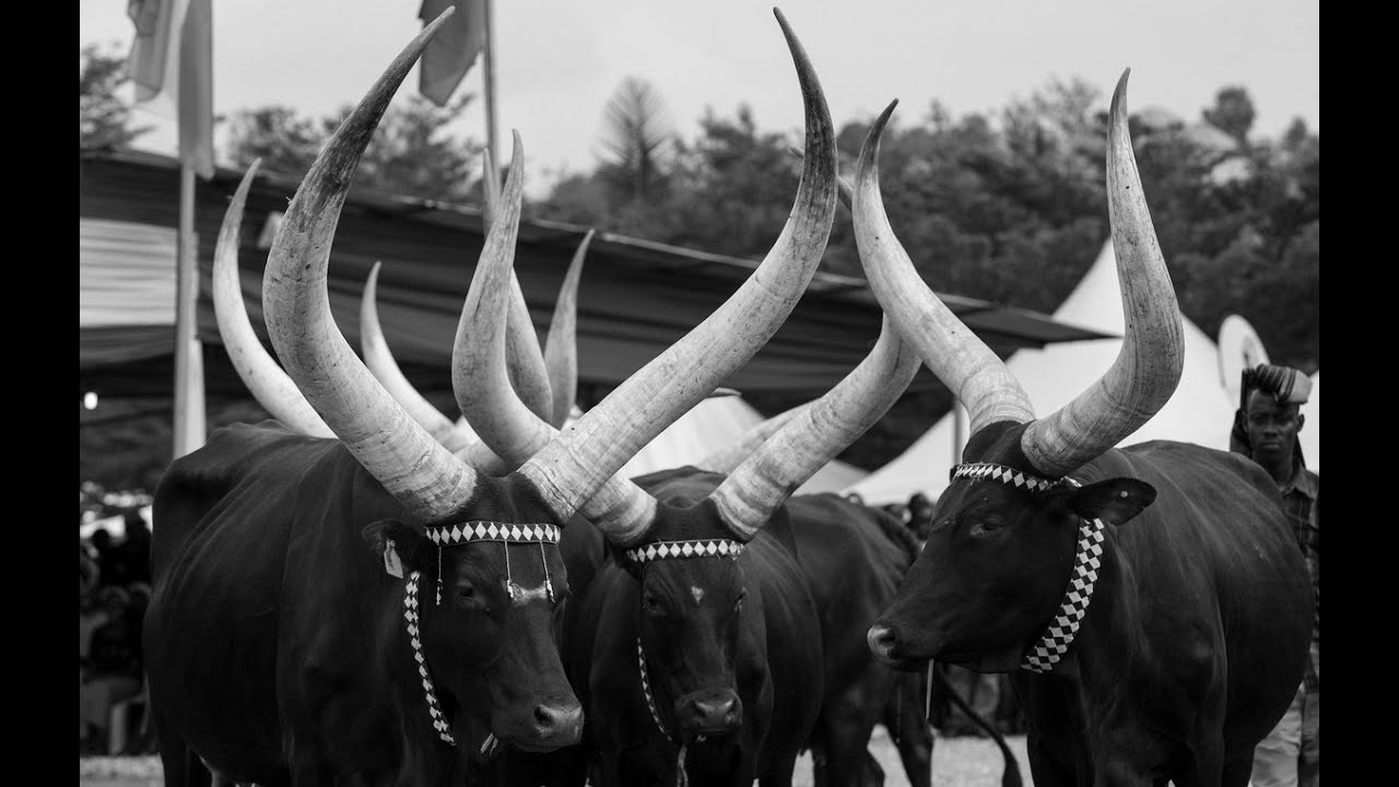 UMUGANURA  GUKURA GICURASI  INZIRA Z UBWIRU  UBUTWARI BWA NDAHIRO CYAMATARE N'ICYO NSIBURA YAMUHOYE