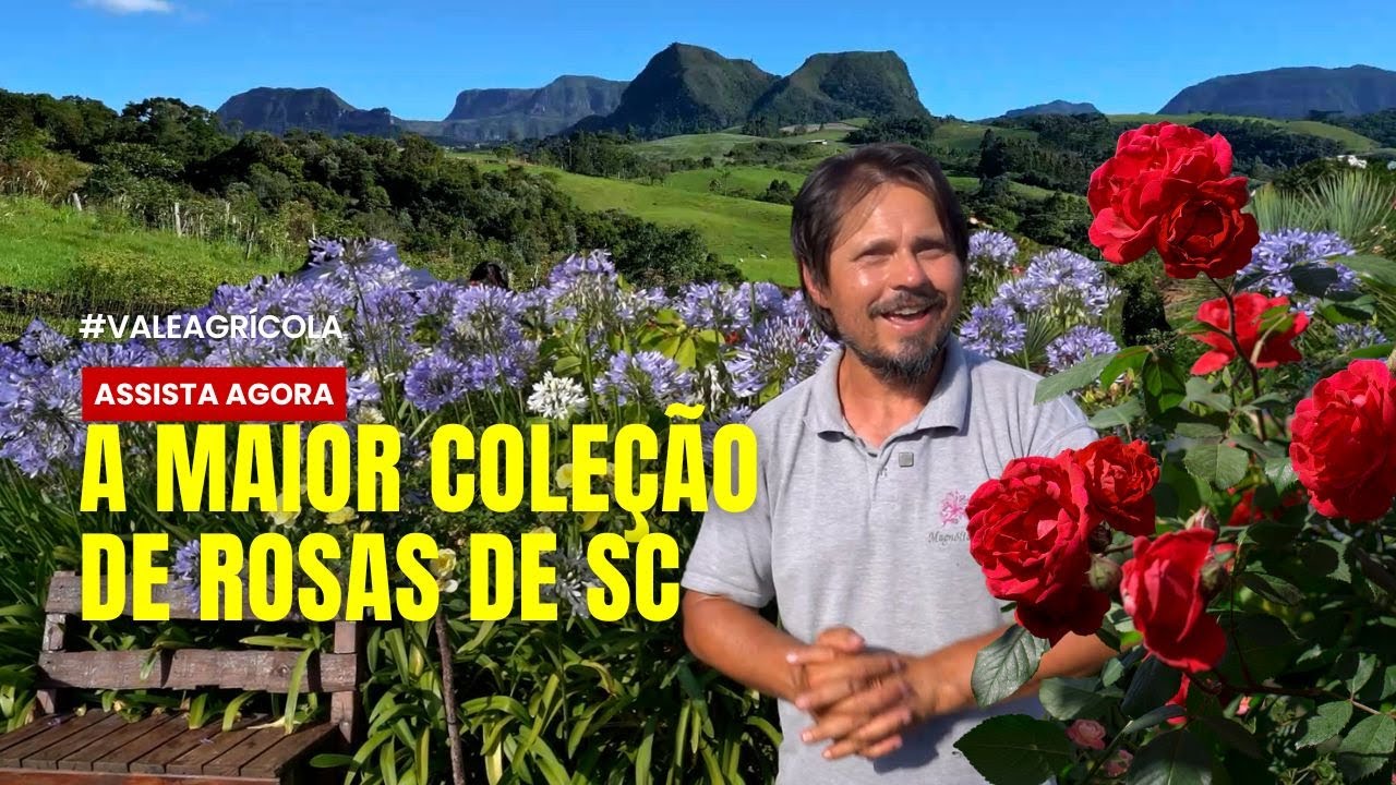 DE PASTO A JARDIM DE CINEMA: A INCRÍVEL HISTÓRIA DA MAIOR COLEÇÃO DE ROSAS DE SANTA CATARINA  🌹