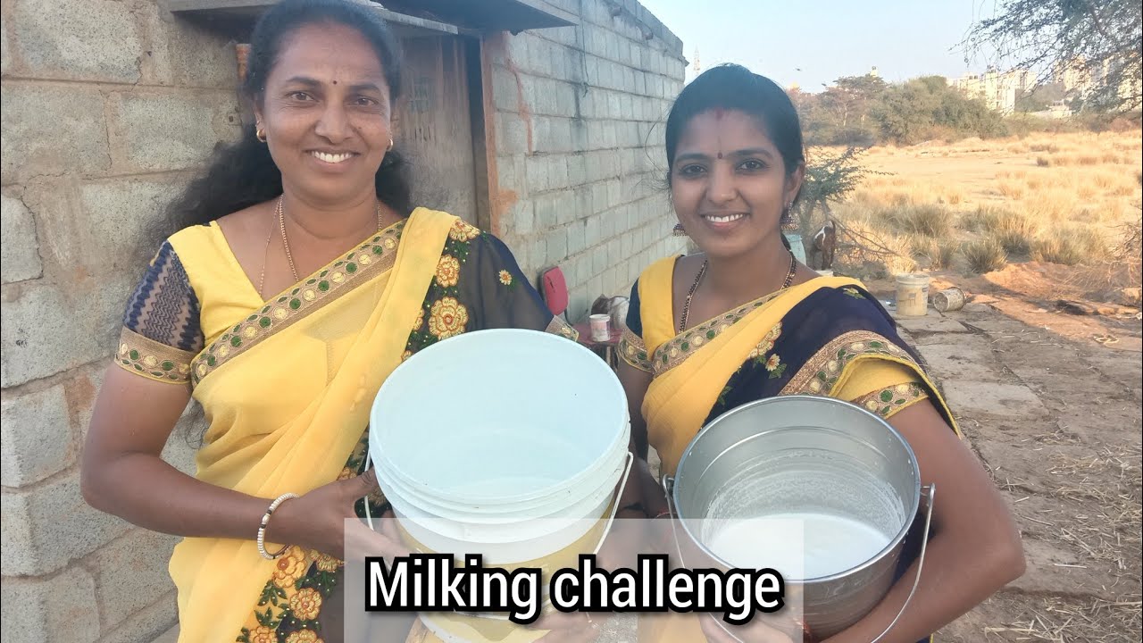 Cow milking challenge || milking challenge with my friend || who will win ?? || routine