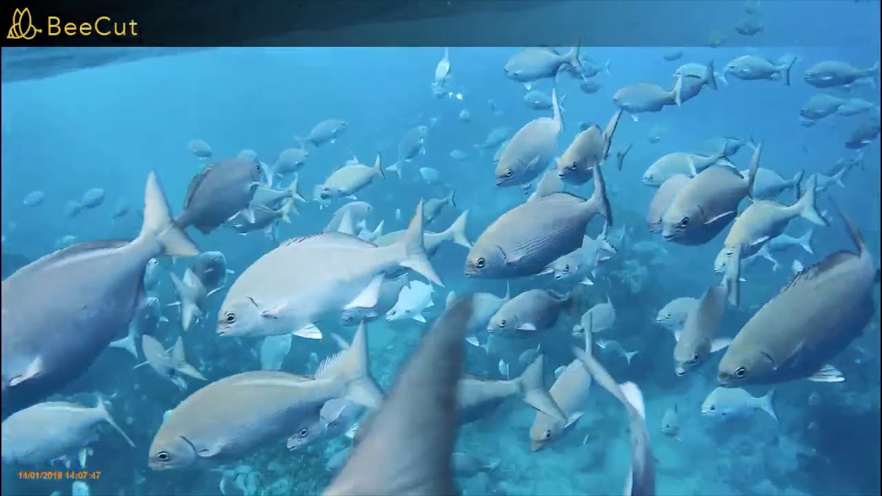 Pitcairn Island: Saturday Adventures Episode 9