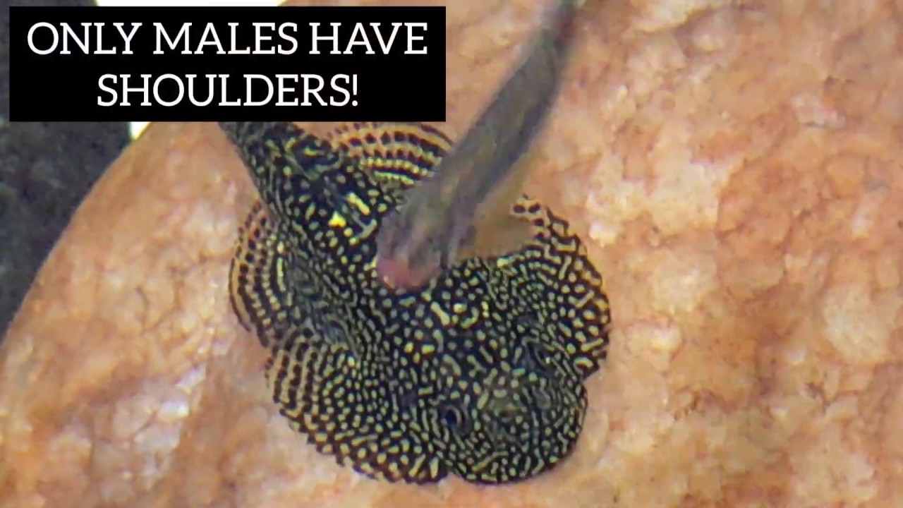 HILLSTREAM LOACH BREEDING SETUP | Sewellia lineolata care | Mini stingray | River Hillstream Tank