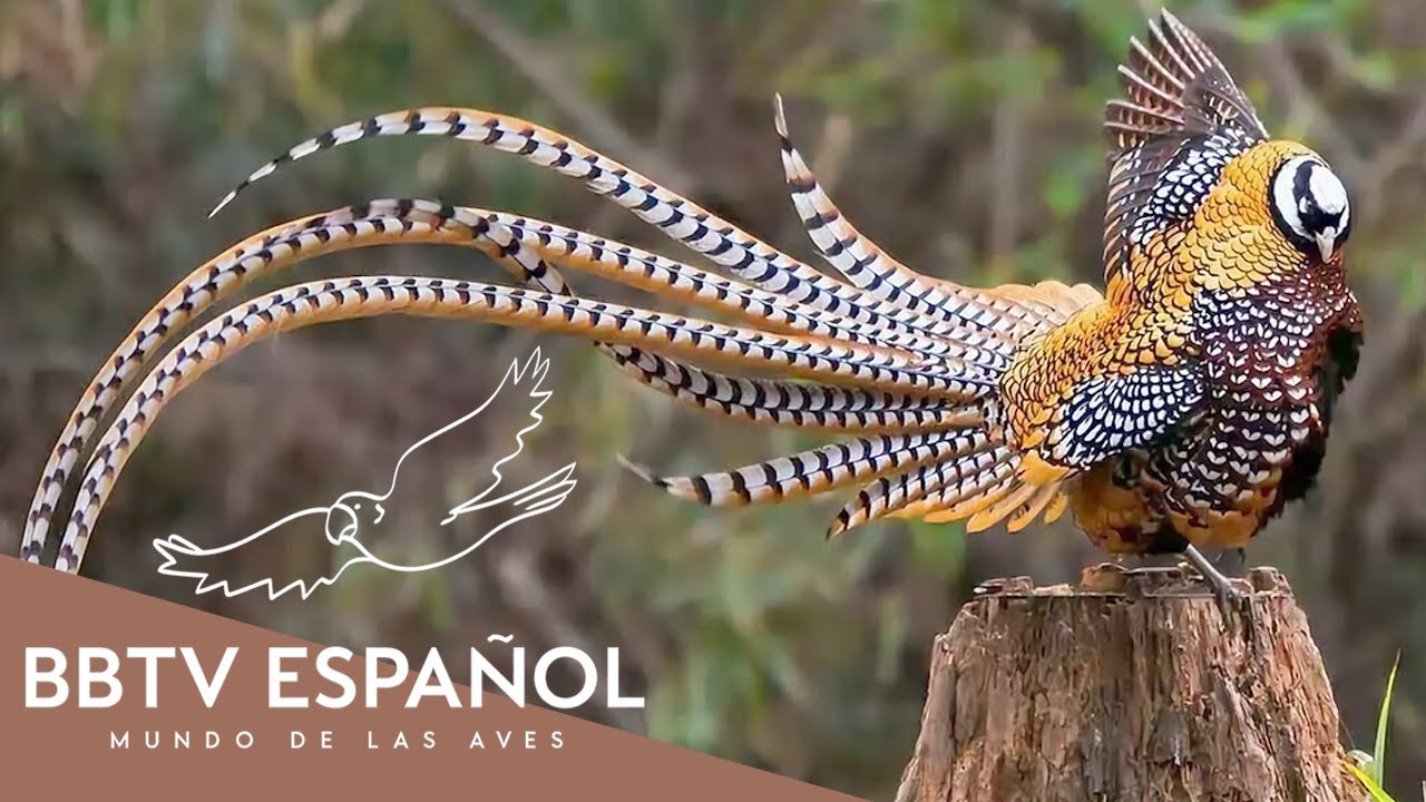 Las Aves M&aacute;s Bellas del Mundo Parte 6 | Documental de Vida Silvestre | BBTV Espa&ntilde;ol