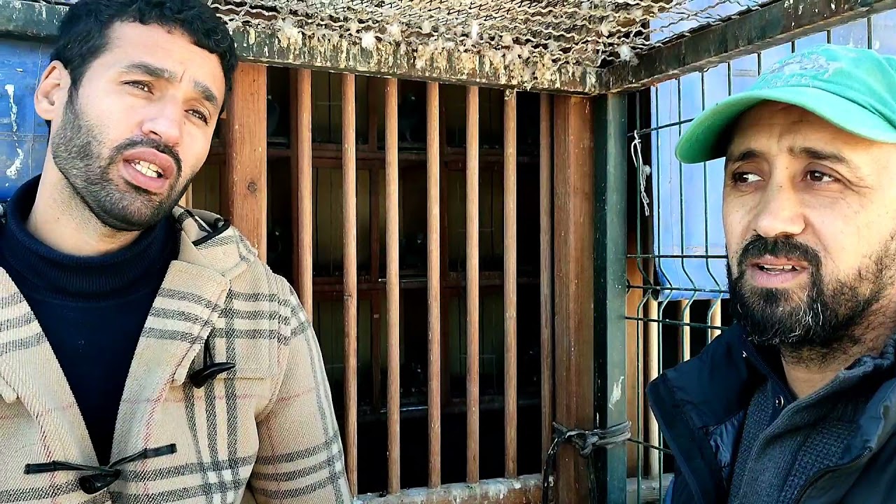 أدخل تولع عند البطل الكبير جمال الهرام فرجة ممتعة