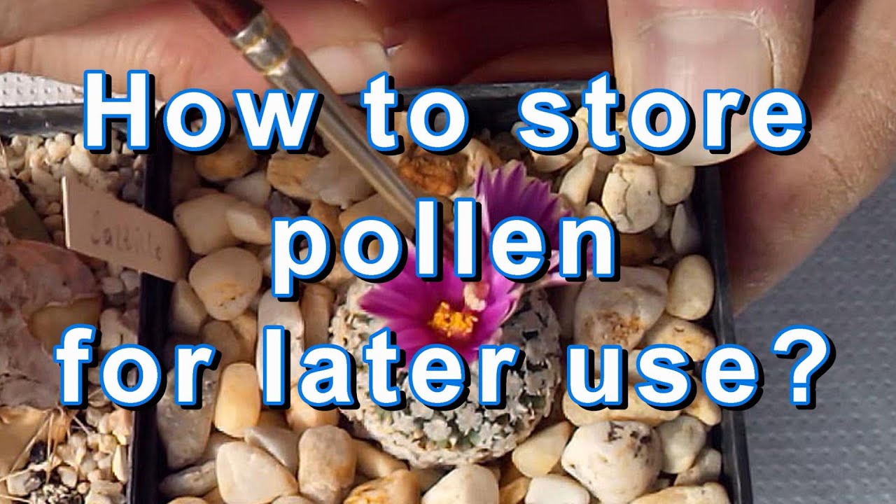 How to store pollen for later use - Beginner guide part one