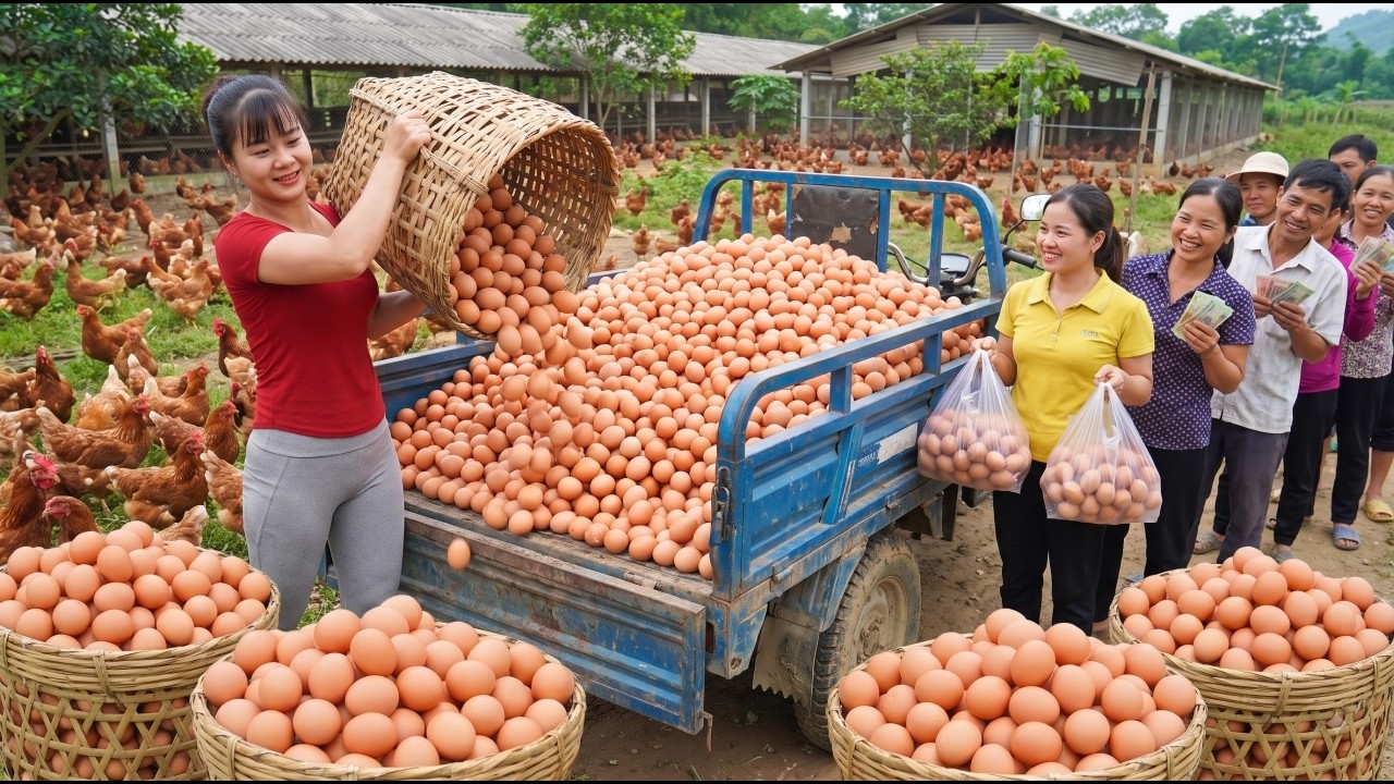 Harvesting 10,000 Chicken Eggs Daily | 3-Wheel Truck Loaded To The Village Market