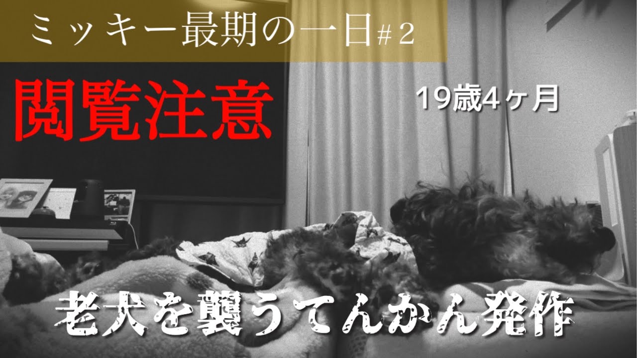 第327話【てんかん シニア犬】閲覧注意！ミッキー最期の一日#２〜恐れていたてんかん発作が起きてしまう〜/老犬介護