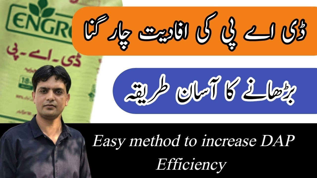 Increase the DAP efficiency upto 4 times | Plant Clinics | Dr. Jamil Shafi